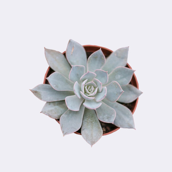 Succulent
