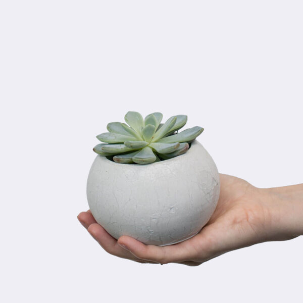 Succulent 2